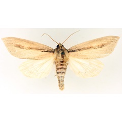 /filer/webapps/moths/media/images/S/sesamiodes_Paragria_AM_TMSA_02.jpg