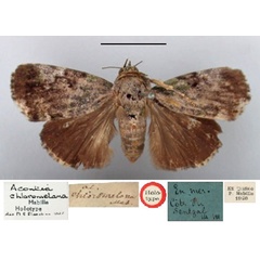 /filer/webapps/moths/media/images/C/chloromelana_Acontia_HT_BMNH.jpg