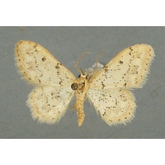 /filer/webapps/moths/media/images/P/pulveraria_Idaea_AM_TMSA_02.jpg