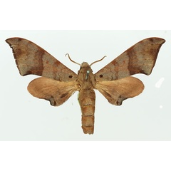 /filer/webapps/moths/media/images/C/consimilis_Neopolyptychus_AM_Basquin_02a.jpg