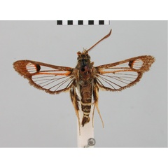 /filer/webapps/moths/media/images/P/pyrocraspis_Monopetalotaxis_HT_BMNH.jpg