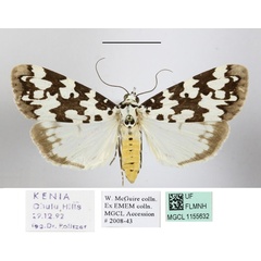 /filer/webapps/moths/media/images/S/strabonis_Sommeria_AF_MGCLa_05.jpg