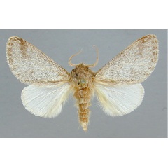 /filer/webapps/moths/media/images/S/septentrionalis_Epicerura_PT_RMCA.jpg