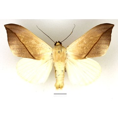/filer/webapps/moths/media/images/L/leucochiton_Hypopyra_AM_Basquin_02.jpg