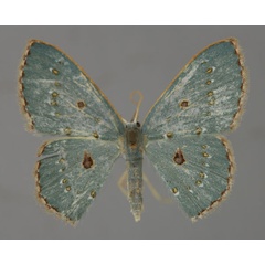 /filer/webapps/moths/media/images/R/rufocellata_Comostolopsis_A_ZSM_01.jpg