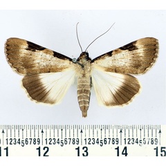 /filer/webapps/moths/media/images/Z/zimmeri_Audea_AF_BMNH.jpg