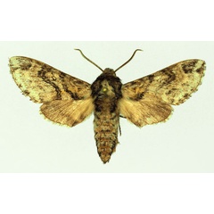 /filer/webapps/moths/media/images/L/leucophaea_Praedora_AM_Basquin.jpg