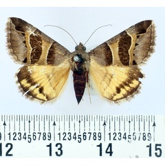 /filer/webapps/moths/media/images/E/euclidioides_Grammodes_AF_BMNH.jpg