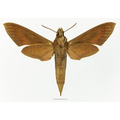 /filer/webapps/moths/media/images/O/osiris_Hippotion_AF_Basquin_01b.jpg