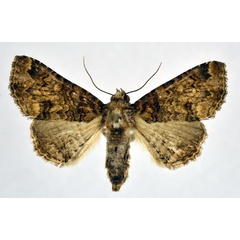 /filer/webapps/moths/media/images/M/minyas_Cortyta_A_NHMO.jpg