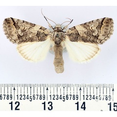 /filer/webapps/moths/media/images/R/recurrens_Proruaca_AF_BMNH.jpg