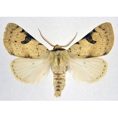 /filer/webapps/moths/media/images/M/marginifera_Ctenusa_AM_NHMO.jpg