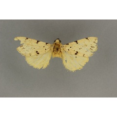 /filer/webapps/moths/media/images/S/sublutea_Eyralpenus_A_BMNH_01.jpg