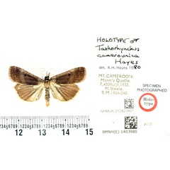 /filer/webapps/moths/media/images/C/camerounica_Tathorhynchus_HT_BMNH.jpg