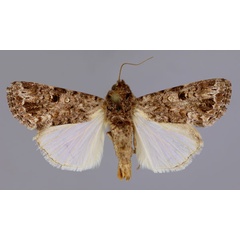 /filer/webapps/moths/media/images/M/mauritia_Spodoptera_A_RMCA_03.jpg
