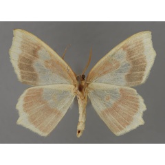 /filer/webapps/moths/media/images/J/jaspidaria_Hydatopsis_PT_ZSM_02.jpg