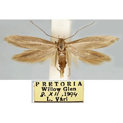 /filer/webapps/moths/media/images/E/ellipsiella_Scythris_HT_TMSA.jpg
