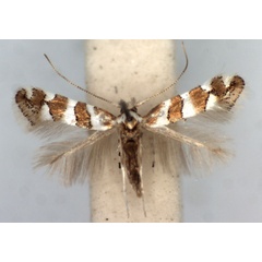 /filer/webapps/moths/media/images/B/brachylaenae_Phyllonorycter_AM_TMSA.jpg