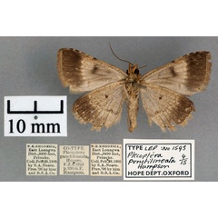 /filer/webapps/moths/media/images/P/punctilineata_Plecoptera_STM_OUMNH_02.jpg
