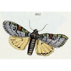 /filer/webapps/moths/media/images/P/postventa_Eurois_Geyer_1837_865.jpg