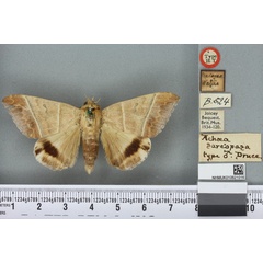 /filer/webapps/moths/media/images/S/sarcopasa_Achaea_HT_BMNHa.jpg