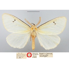 /filer/webapps/moths/media/images/B/barnsi_Sapelia_HT_BMNH.jpg