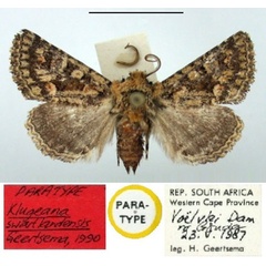 /filer/webapps/moths/media/images/S/swartlandensis_Klugeana_PT_BMNH.jpg