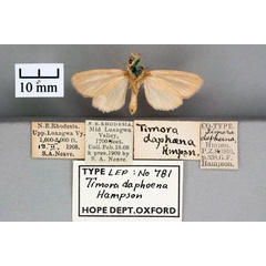 /filer/webapps/moths/media/images/D/daphoena_Timora_ST_OUMNH_02.jpg