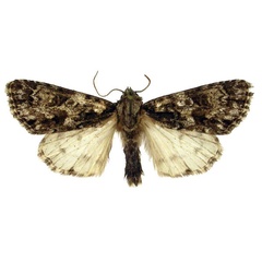 /filer/webapps/moths/media/images/M/melanisans_Berionycta_HT_BMNH.jpg