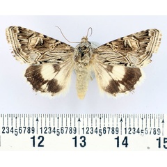 /filer/webapps/moths/media/images/P/panaceorum_Armada_AF_BMNH.jpg