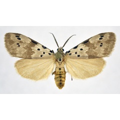 /filer/webapps/moths/media/images/N/nepheloptera_Galtara_AM_NHMO_02.jpg