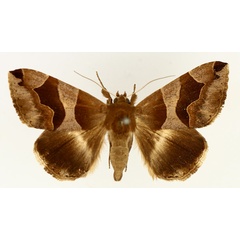 /filer/webapps/moths/media/images/P/properans_Dysgonia_AF_TMSA_01.jpg