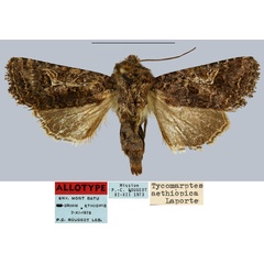 /filer/webapps/moths/media/images/A/aethiopica_Tycomarptes_AT_MNHN.jpg