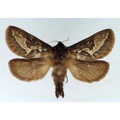 /filer/webapps/moths/media/images/A/ammon_Eudalaca_AM_TMSA.jpg