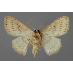 /filer/webapps/moths/media/images/M/menaiensis_Scopula_A_ZSM_02.jpg