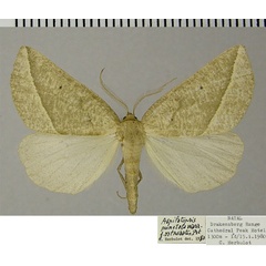 /filer/webapps/moths/media/images/O/orthobates_Aspilatopsis_AM_ZSM.jpg