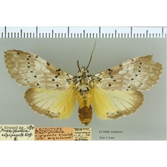 /filer/webapps/moths/media/images/N/nigripuncta_Amphiphalera_HT_NMB.jpg