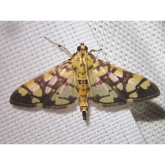 /filer/webapps/moths/media/images/A/azancla_Pardomima_A_Bippus.jpg