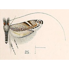 /filer/webapps/moths/media/images/C/cuneella_Adela_HT_Walsingham_1891_4-25.jpg