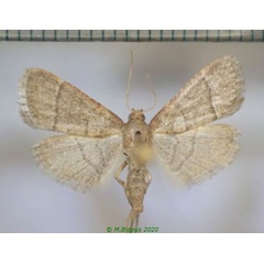 /filer/webapps/moths/media/images/N/nostralis_Hypsopygia_AF_Bippus.jpg