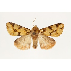 /filer/webapps/moths/media/images/M/marmorata_Nyodes_AM_RMCA.jpg