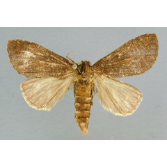 /filer/webapps/moths/media/images/N/nigra_Subscrancia_AF_RMCA.jpg