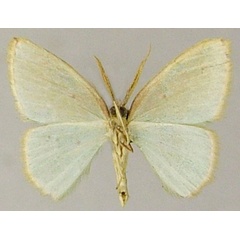 /filer/webapps/moths/media/images/S/subsimplex_Comostolopsis_AM_ZSMb.jpg
