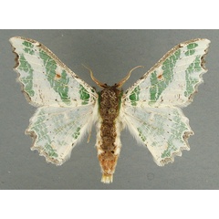 /filer/webapps/moths/media/images/F/fuscithorax_Victoria_AM_TMSA.jpg