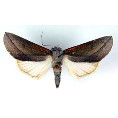 /filer/webapps/moths/media/images/P/patricula_Arcyophora_A_RMCA.jpg