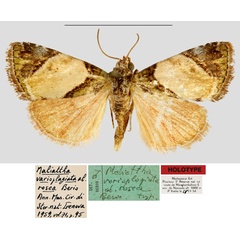 /filer/webapps/moths/media/images/R/rosea_Maliattha_HT_MNHN.jpg