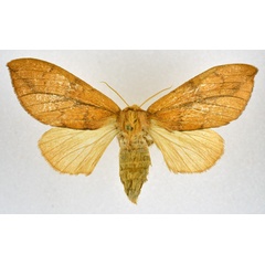 /filer/webapps/moths/media/images/C/castaneus_Trotonotus_AF_NHMO.jpg