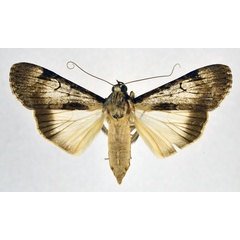 /filer/webapps/moths/media/images/P/paulumnodosa_Audea_A_NHMO.jpg