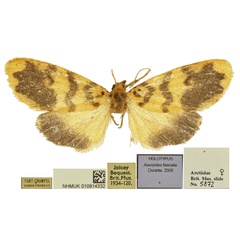 /filer/webapps/moths/media/images/F/fasciata_Asuroides_HT_BMNH.jpg