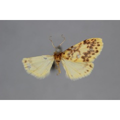 /filer/webapps/moths/media/images/N/neavi_Afrasura_HT_BMNH.jpg